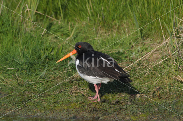 Scholekster (Haematopus ostralegus)