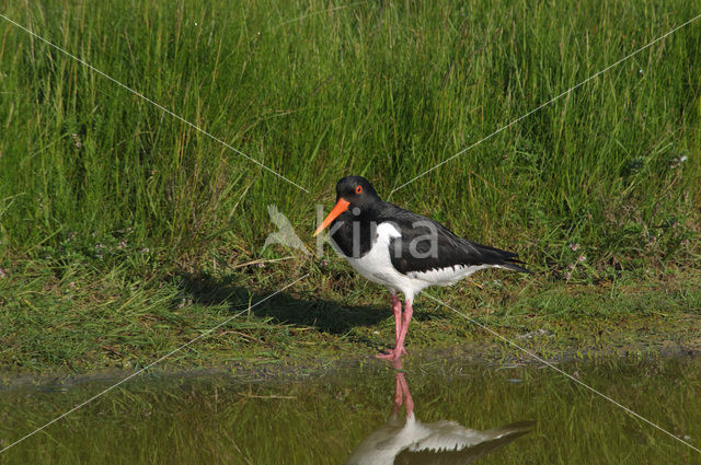 Scholekster (Haematopus ostralegus)