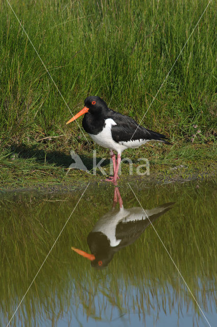 Scholekster (Haematopus ostralegus)