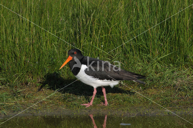 Scholekster (Haematopus ostralegus)