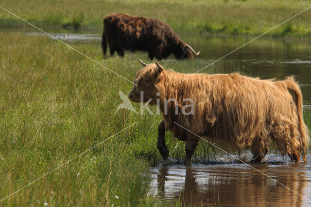 Schotse Hooglander