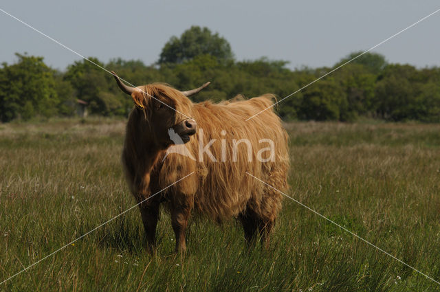 Schotse Hooglander