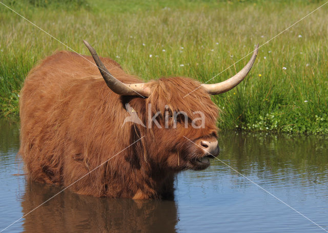 Schotse Hooglander