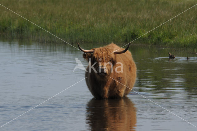 Schotse Hooglander