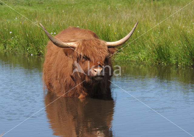 Schotse Hooglander