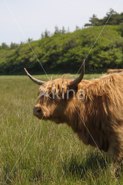 Schotse Hooglander