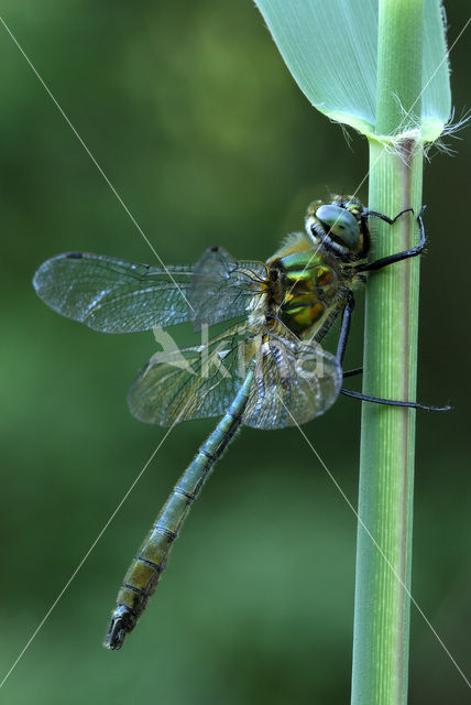 Smaragdlibel (Cordulia aenea)