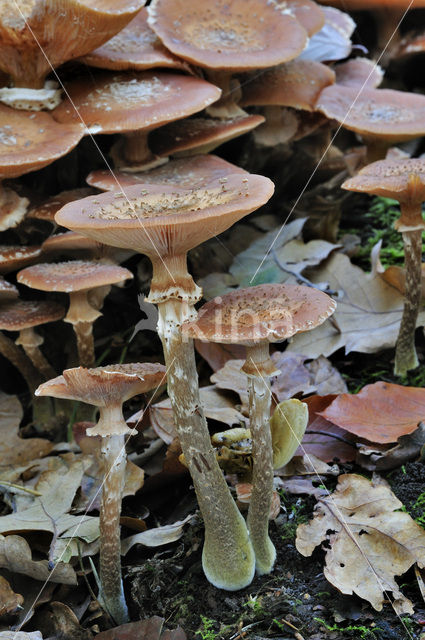 Sombere honingzwam (Armillaria ostoyae)