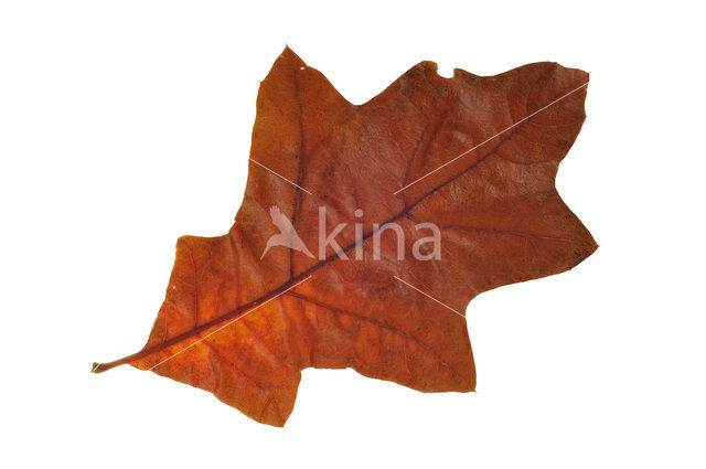 southern red oak (Quercus falcata)