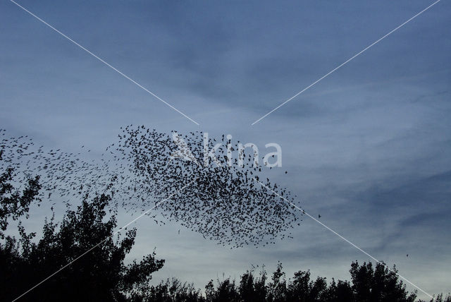 Spreeuw (Sturnus vulgaris)