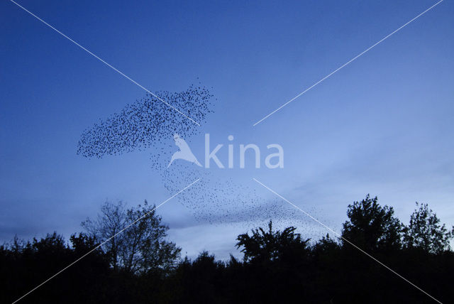 Spreeuw (Sturnus vulgaris)