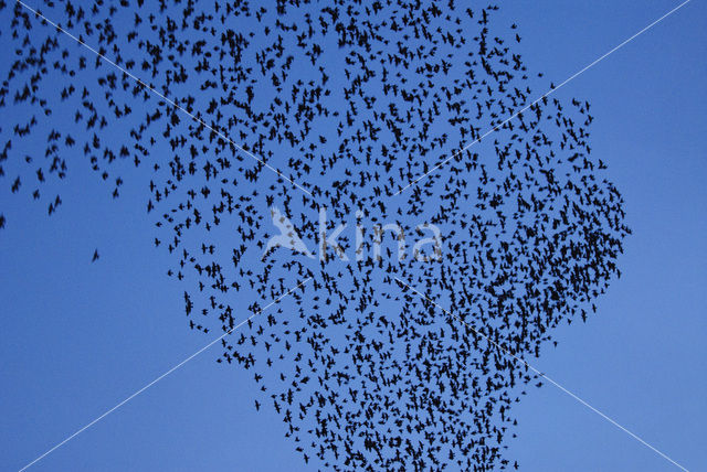 Spreeuw (Sturnus vulgaris)