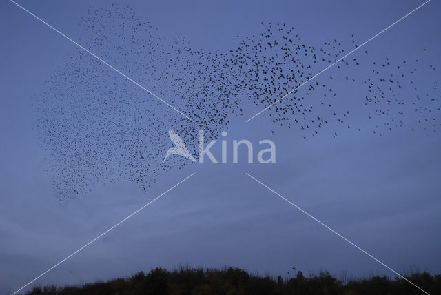 Spreeuw (Sturnus vulgaris)