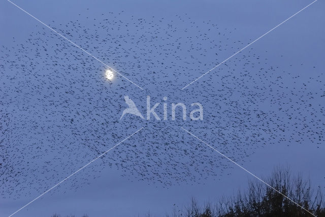 Spreeuw (Sturnus vulgaris)