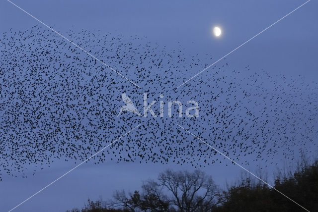 Spreeuw (Sturnus vulgaris)