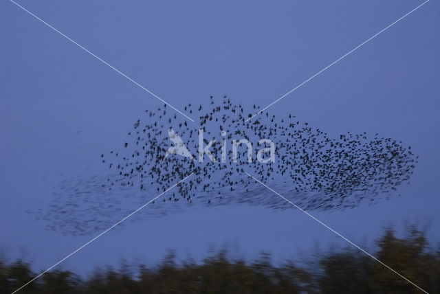 Spreeuw (Sturnus vulgaris)