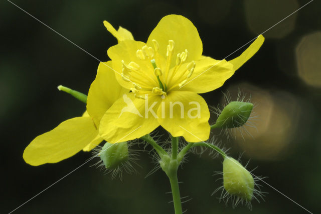 Stinkende gouwe (Chelidonium majus)