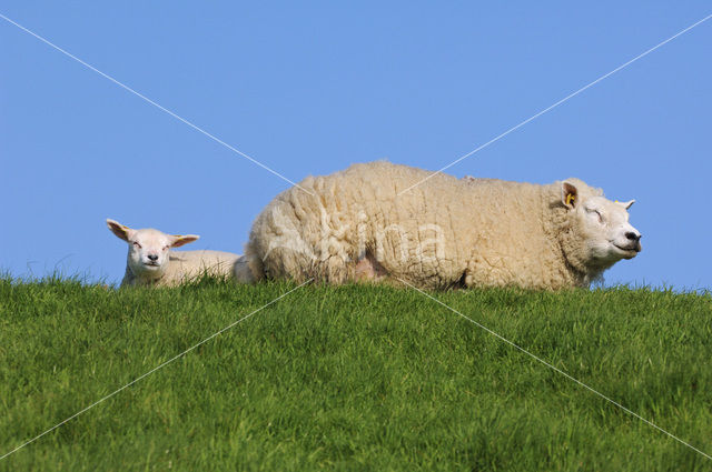 Texelaar schaap (Ovis aries)