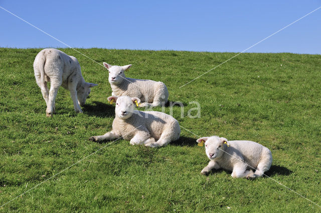 Texelaar schaap (Ovis aries)