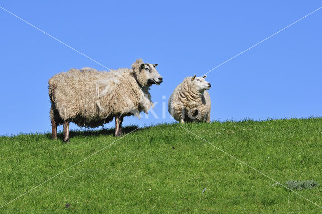 Texelaar schaap (Ovis aries)