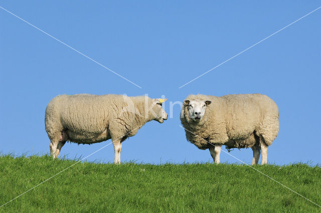 Domestic Texel sheep (Ovis aries)