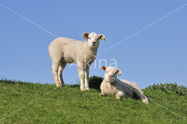 Texelaar schaap (Ovis aries)