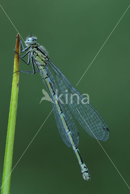 Variabele waterjuffer (Coenagrion pulchellum)