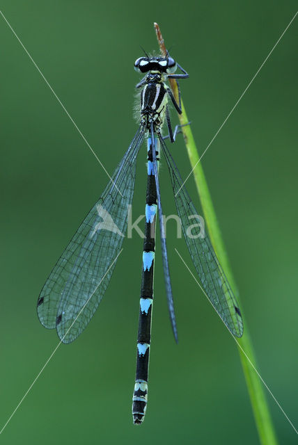 Variabele waterjuffer (Coenagrion pulchellum)