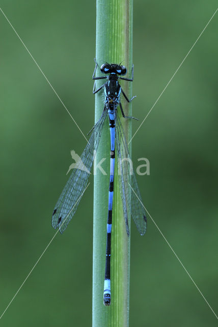 Variabele waterjuffer (Coenagrion pulchellum)