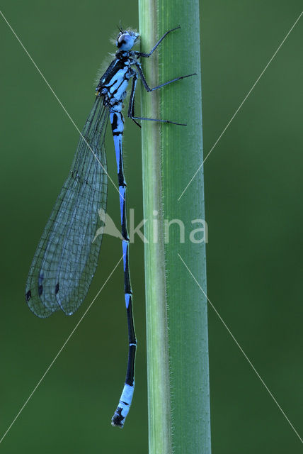 Variabele waterjuffer (Coenagrion pulchellum)