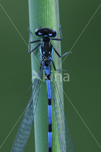 Variabele waterjuffer (Coenagrion pulchellum)