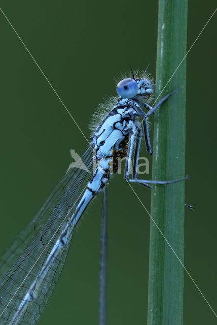 Variabele waterjuffer (Coenagrion pulchellum)