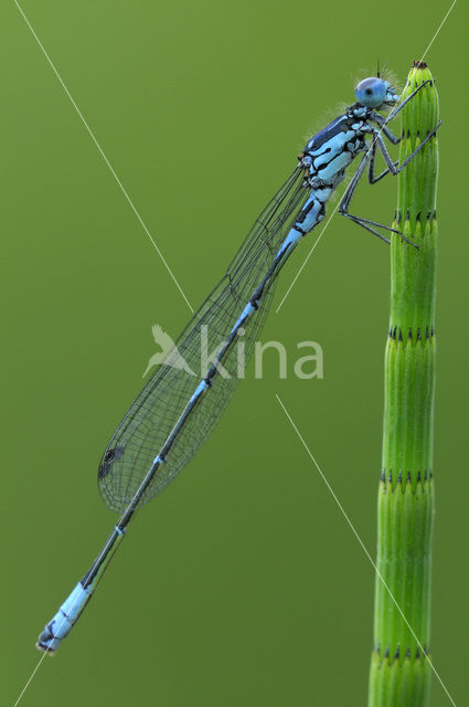 Variabele waterjuffer (Coenagrion pulchellum)