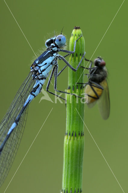 Variabele waterjuffer (Coenagrion pulchellum)