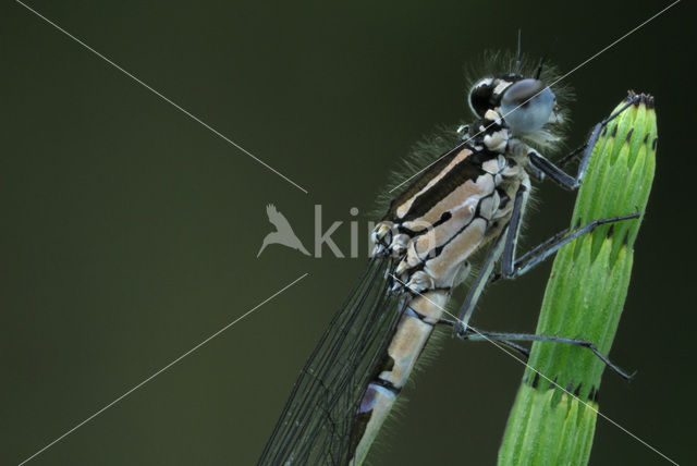 Variabele waterjuffer (Coenagrion pulchellum)