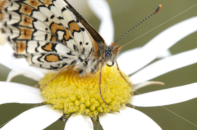 Veldparelmoervlinder (Melitaea cinxia)