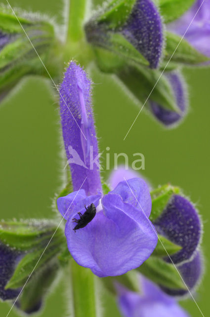 Veldsalie (Salvia pratensis)