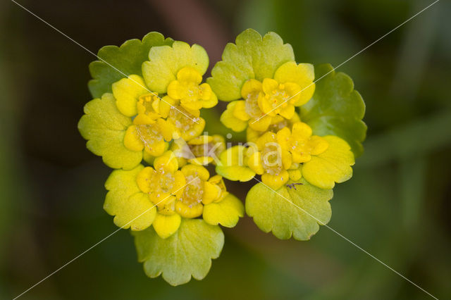 Verspreidbladig goudveil (Chrysosplenium alternifolium)