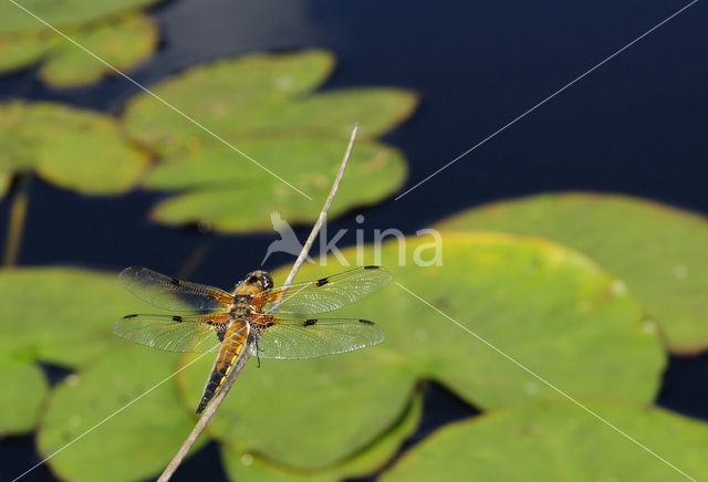 Viervlek (Libellula quadrimaculata)