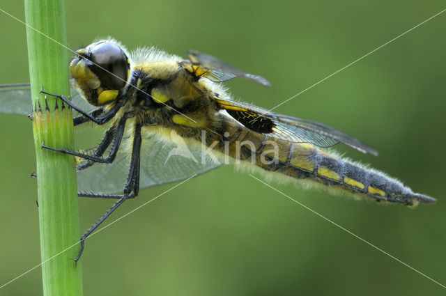 Viervlek (Libellula quadrimaculata)