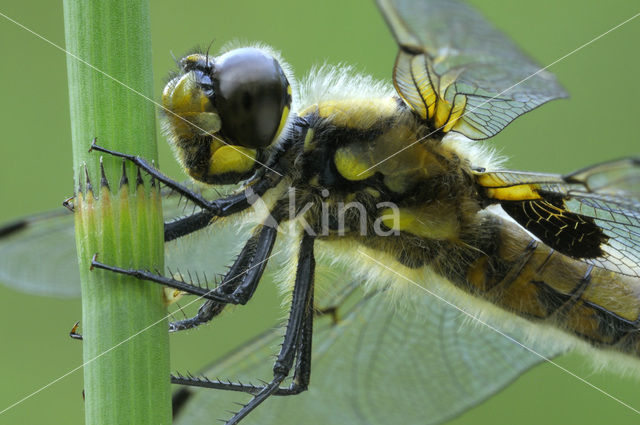 Viervlek (Libellula quadrimaculata)