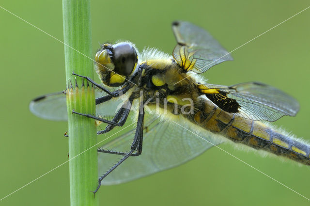 Viervlek (Libellula quadrimaculata)