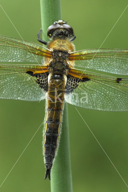 Viervlek (Libellula quadrimaculata)