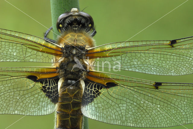 Viervlek (Libellula quadrimaculata)