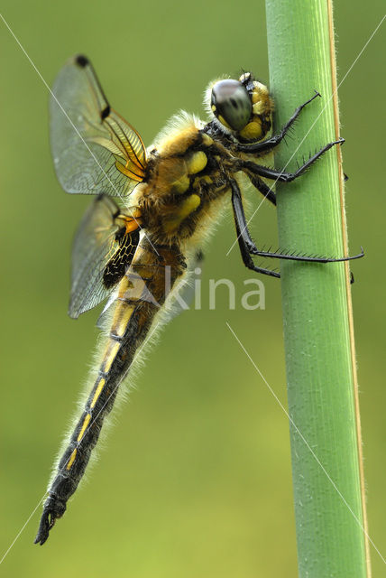 Viervlek (Libellula quadrimaculata)