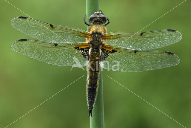 Viervlek (Libellula quadrimaculata)