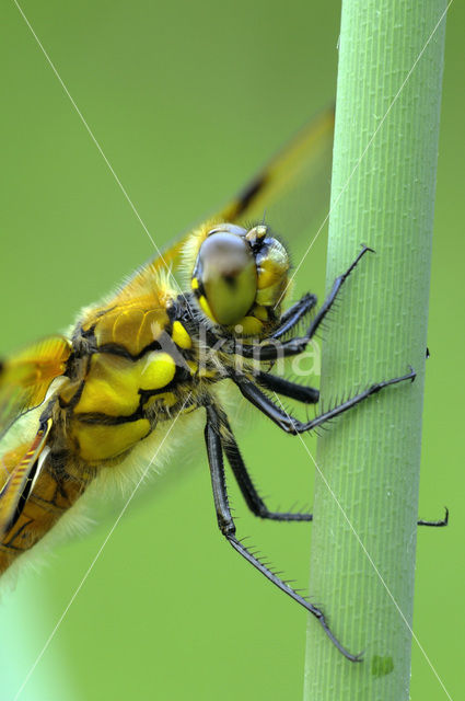 Viervlek (Libellula quadrimaculata)