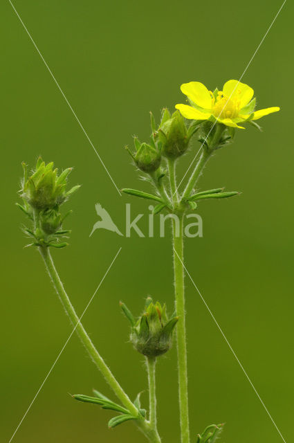 Viltganzerik (Potentilla argentea)