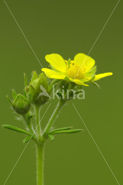 Viltganzerik (Potentilla argentea)