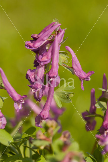 Vingerhelmbloem (Corydalis solida)